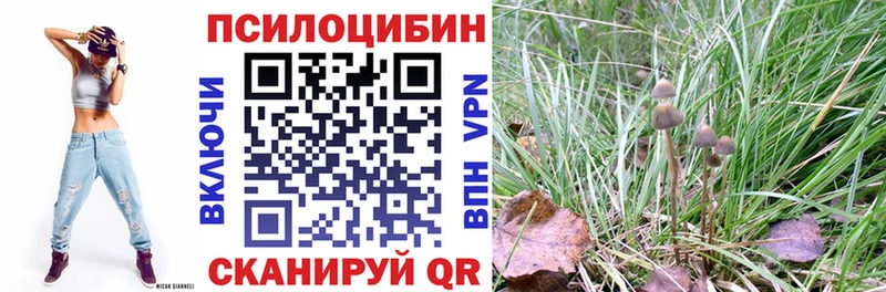 даркнет сайт Шебекино Псилоцибиновые грибы Cubensis
